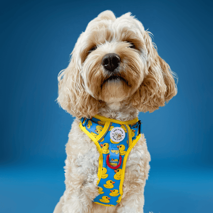 Zelda & Harley Harness Rubber Duckie Blue - Adventure No Pull Harness